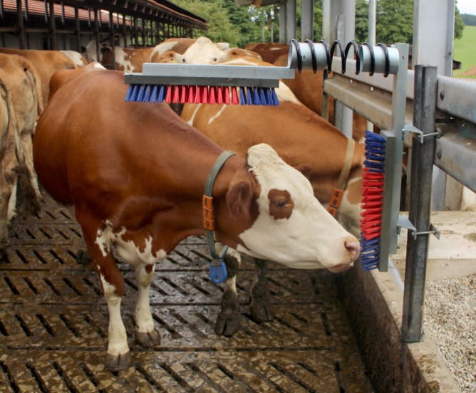 Czochradło EURO FARM - obrazek 3