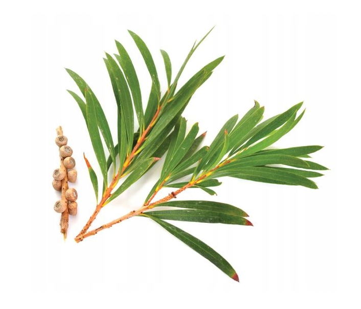 Olejek eteryczny z drzewa herbacianego 30 ml - obrazek 2