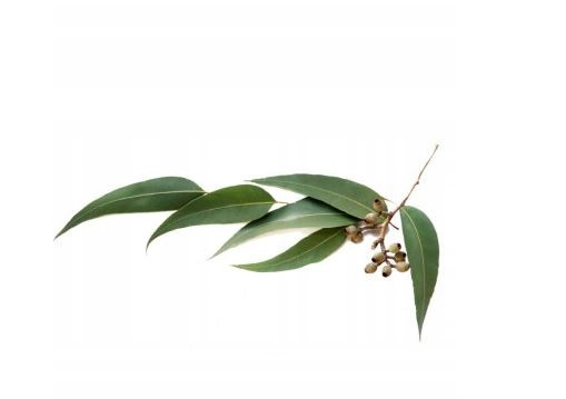 Olejek eteryczny eukaliptusowy 10 ml - obrazek 2