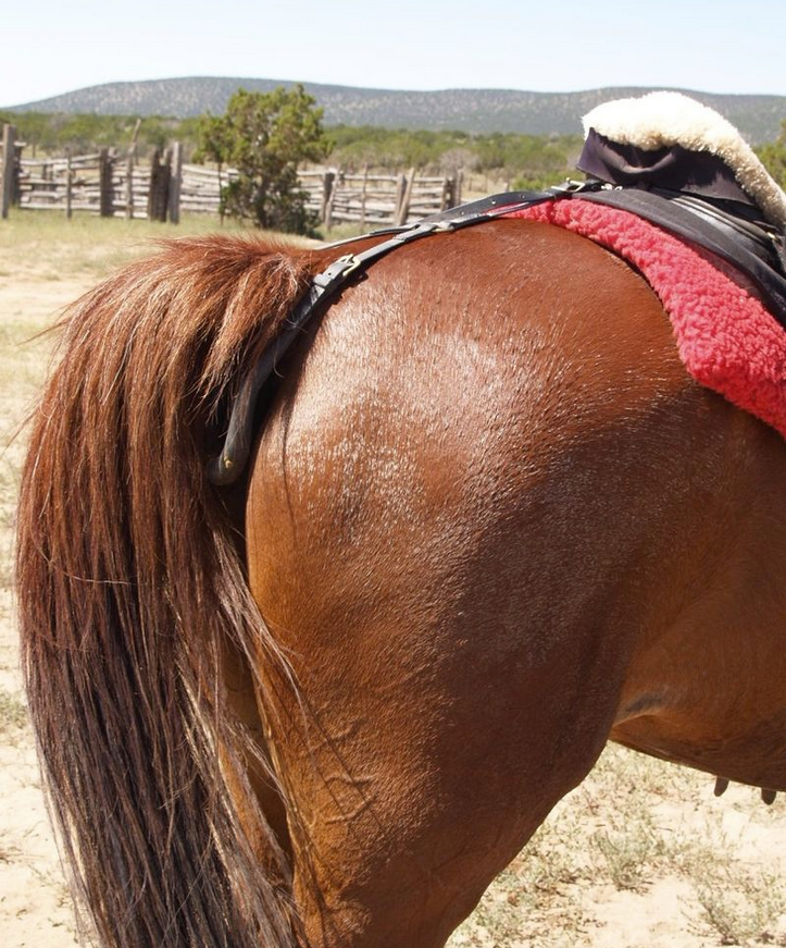 YORK podogonie siodło - obrazek 2