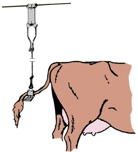 Przytrzymacz linka przytrzymywania ogona u bydła