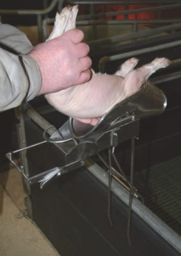 Stojak do kastracji prosiąt bez nóżek - obrazek 3