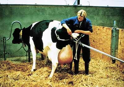 Wycielacz VINK 180cm wycielacze wspomagacz porodu ze zmiennym naciągiem - obrazek 2