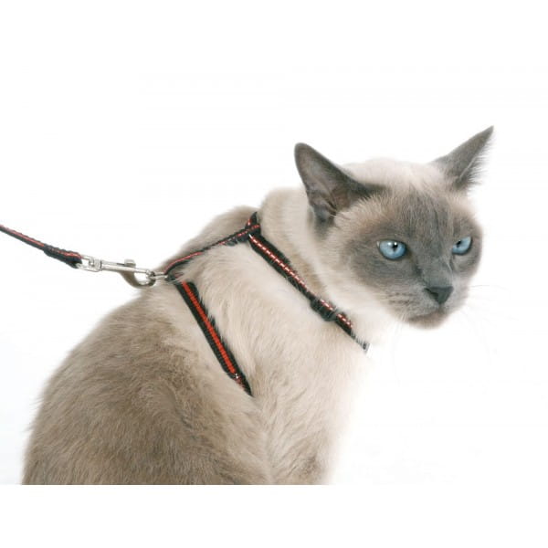 Zestaw dla kota: obroża, smycz, szelki