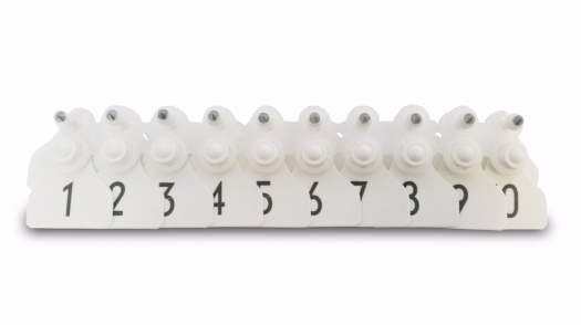 Kolczyki dla loch - obrazek 2